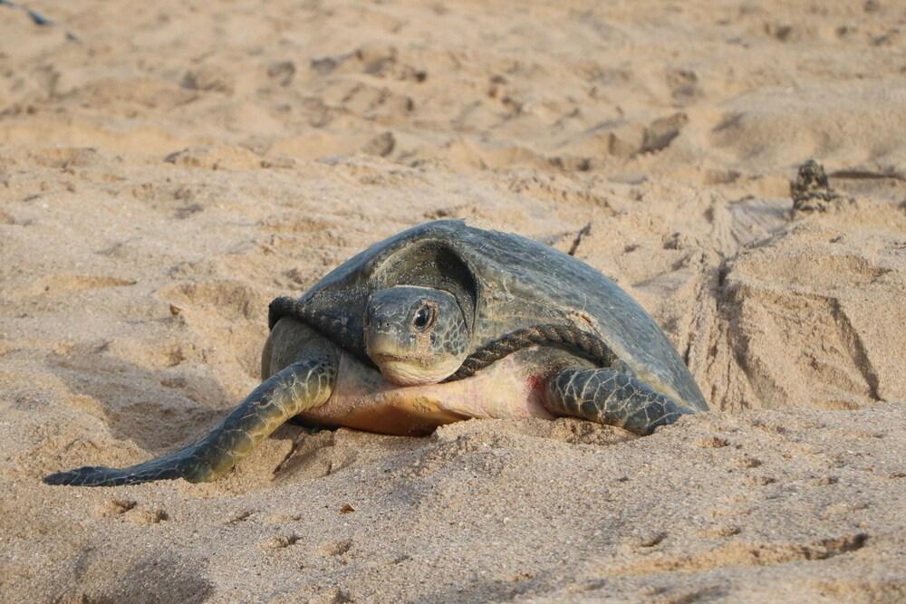 Ras Al Jinz Turtle Reserve Al Hadd Dış mekan fotoğraf